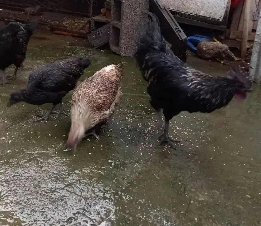 تعدادی جوجه مرغ و جوجه خروس ایام سمانی|حیوانات مزرعه|رشت, یخسازی|دیوار