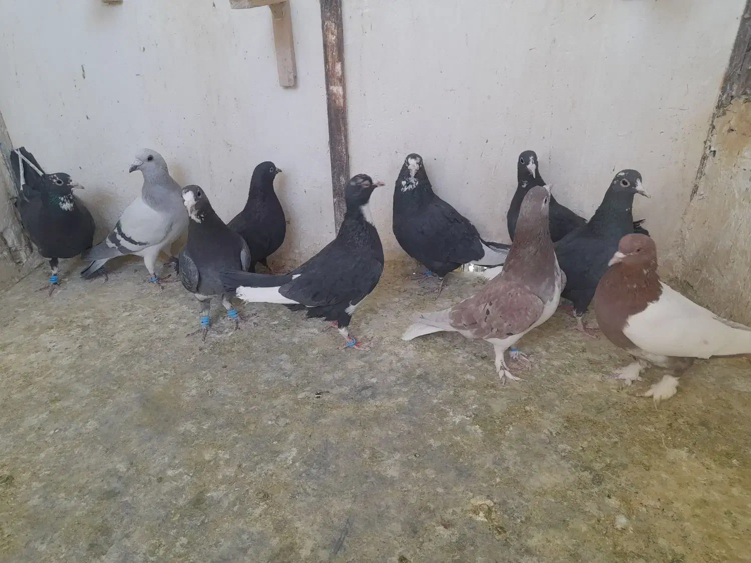 نر پروندنی .نر .ماده .همچی کفتر خوب|پرنده|کرمان, |دیوار