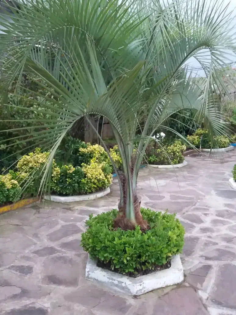 بذر پالم فینیکس مجنون و پالم آبی مجنون|گل و گیاه طبیعی|بندر انزلی, جزیره|دیوار