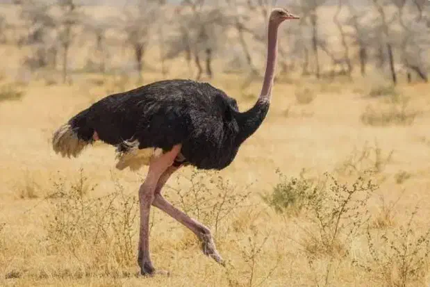 استخدام کارگر مزرعه پرورش شترمرغ|استخدام سرایداری و نظافت|چادگان, |دیوار