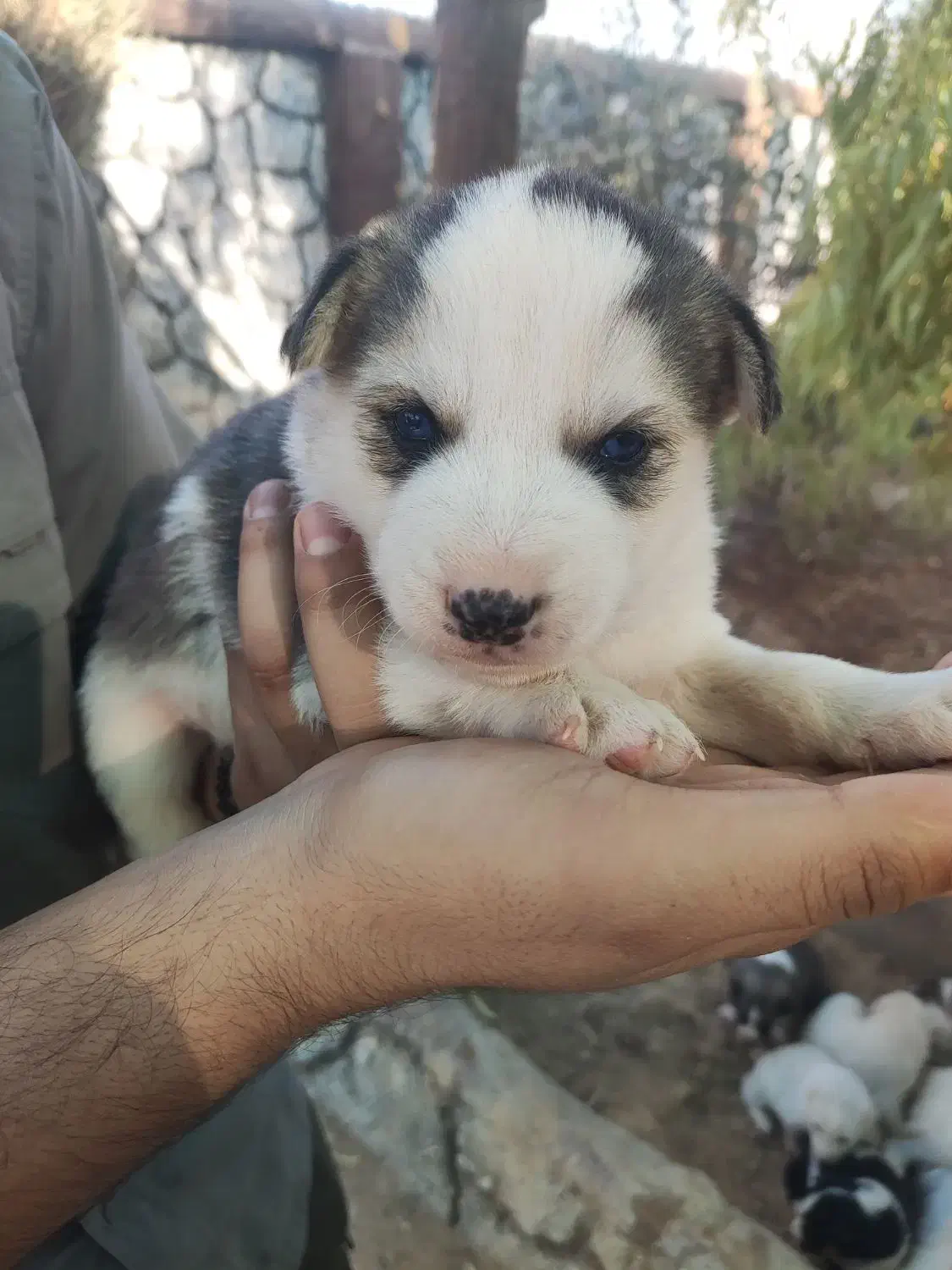 واگذاری سرپرستی توله سگ فقط ۸۰۰|سگ|شیراز, فرودگاه شهید دستغیب شیراز|دیوار