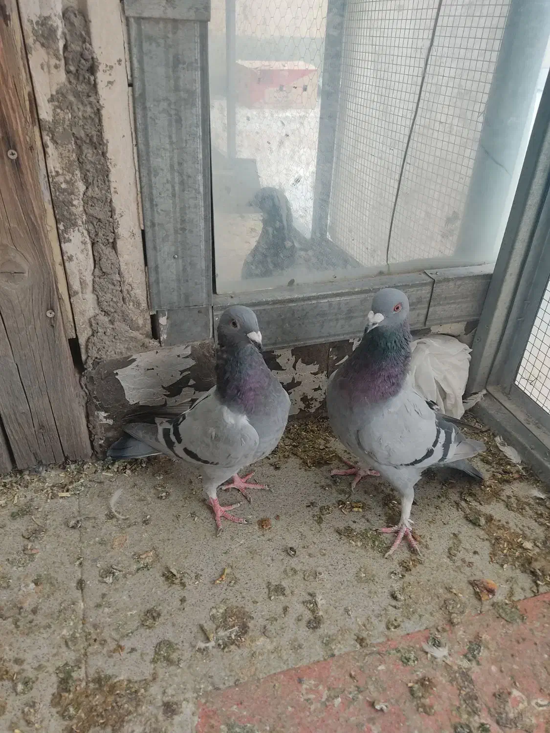 کفتر پلاکی و مسافتی اصیل و کله سبز و پاکستانی|پرنده|فردیس, شهرک شهید حسینی|دیوار