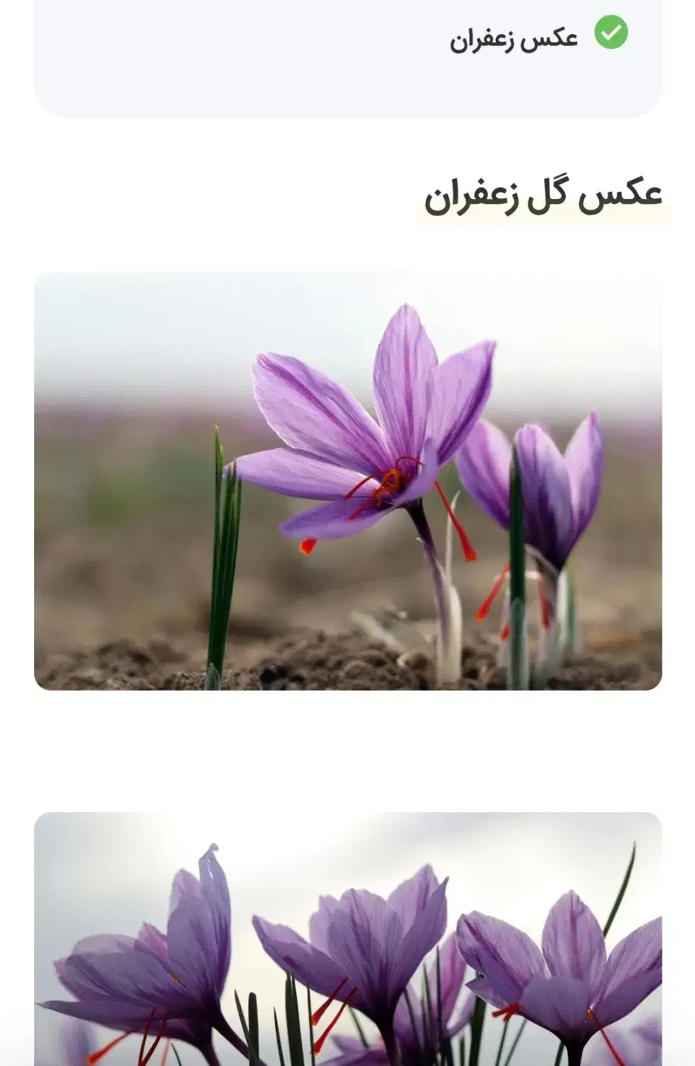 خرید وفروش گل زعفران به نرخ روزبا ارسال به مشهد|گل و گیاه طبیعی|بالا ولایت, |دیوار