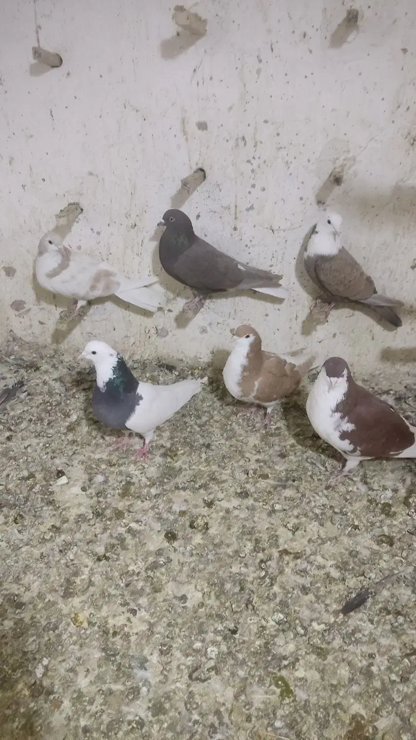 فروش چند جفت آلمان کیلومتری با تخم جوجه و پرشی|پرنده|نیشابور, میدون بار|دیوار