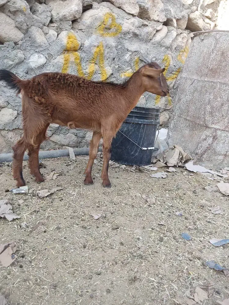 حیوانات مزرعه|حیوانات مزرعه|بندرعباس, |دیوار