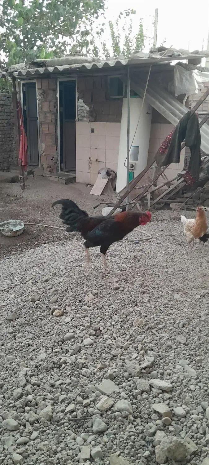 خروس معمولی|حیوانات مزرعه|مینودشت, |دیوار