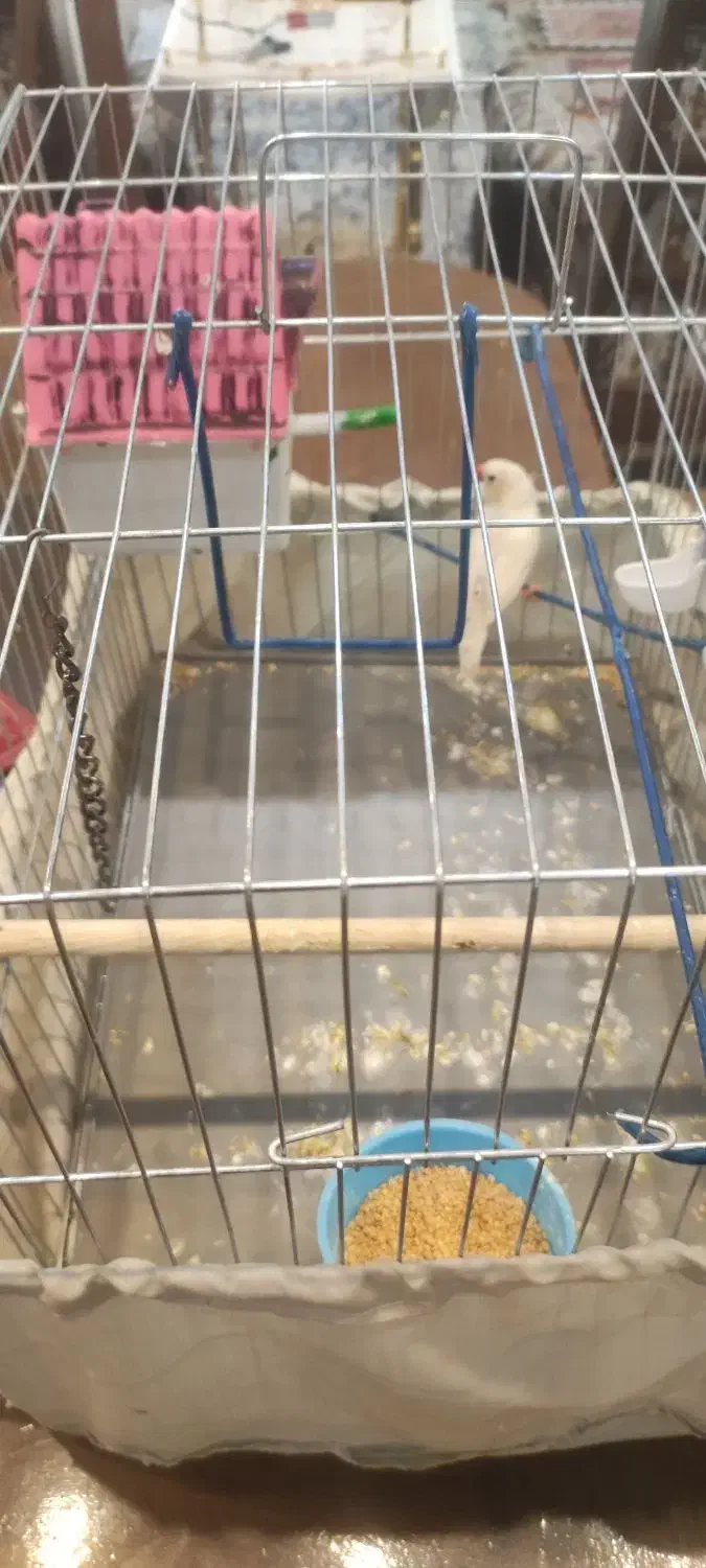 فنچ باقفس   فقط باقفس فروخته میشود|پرنده|شیراز, فرهنگ شهر|دیوار