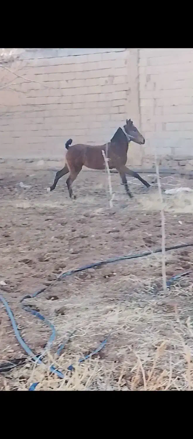 کره مادیان|اسب و تجهیزات اسب‌سواری|میاندوآب, |دیوار