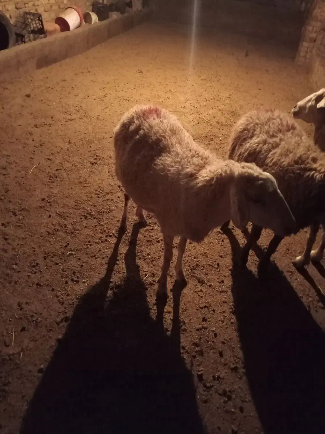 یک عدد بره ماده رومانوف|حیوانات مزرعه|بروجرد, |دیوار