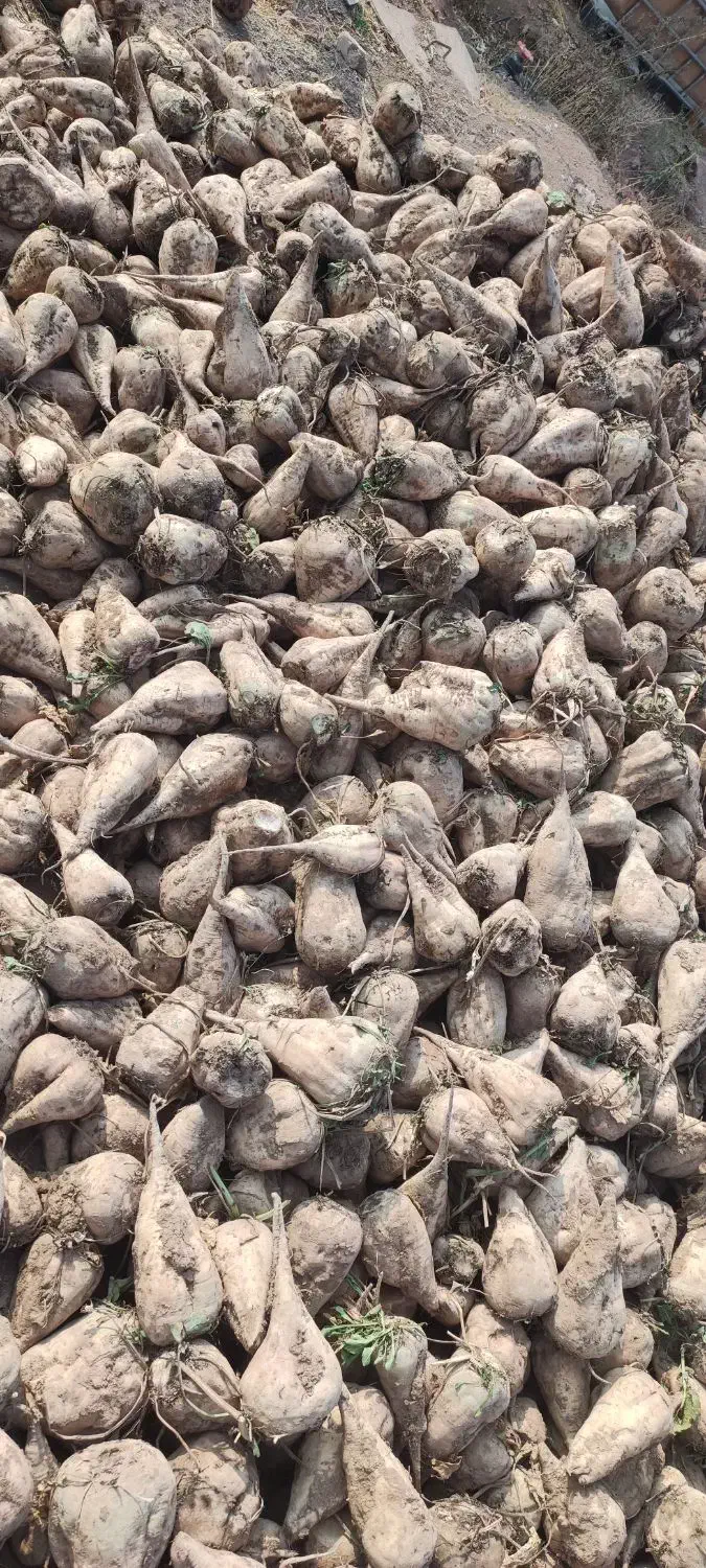 چغندر قند|حیوانات مزرعه|بشاریات, |دیوار