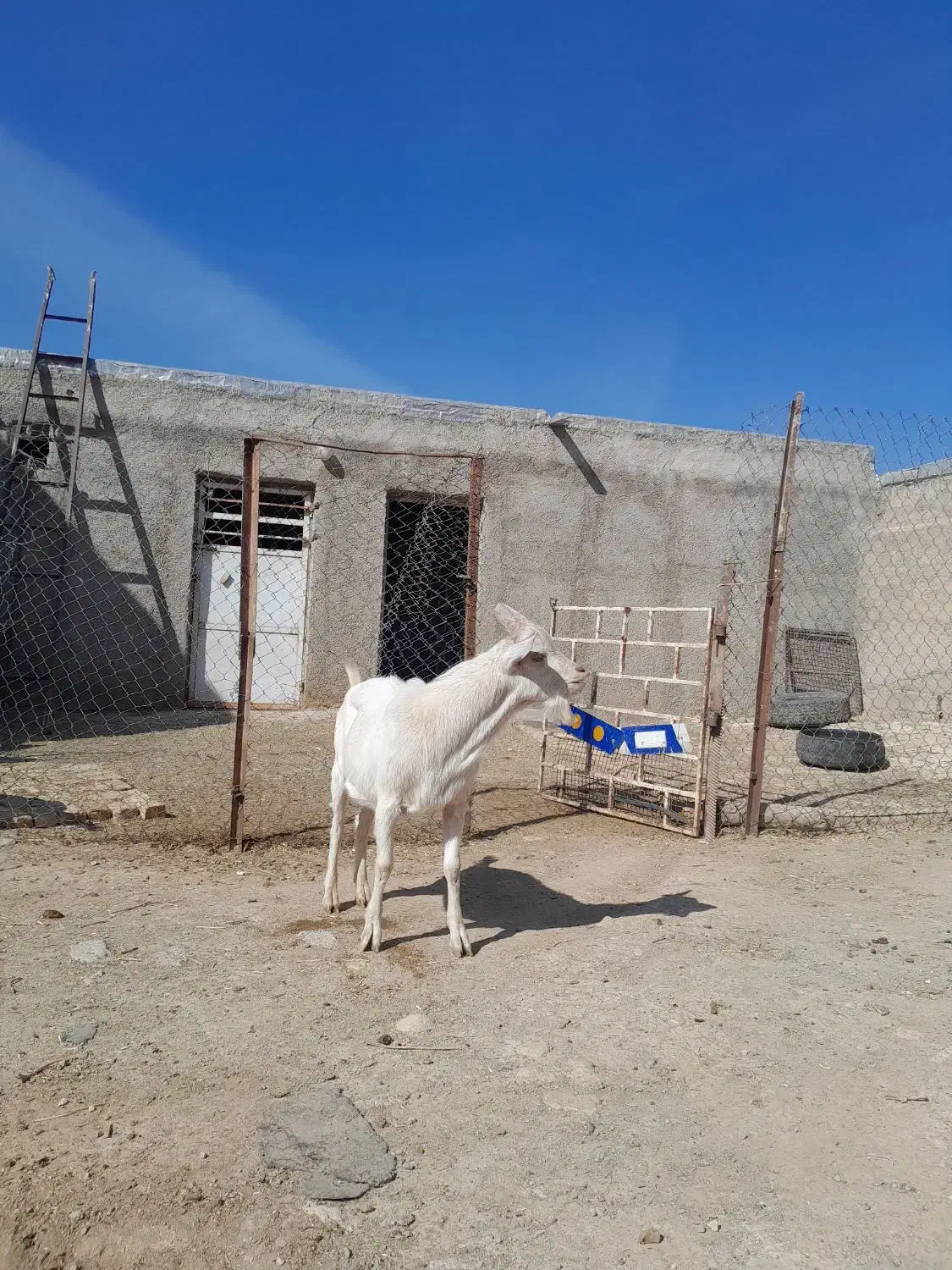 نربزسانن تخمی|حیوانات مزرعه|سلطانیه, |دیوار