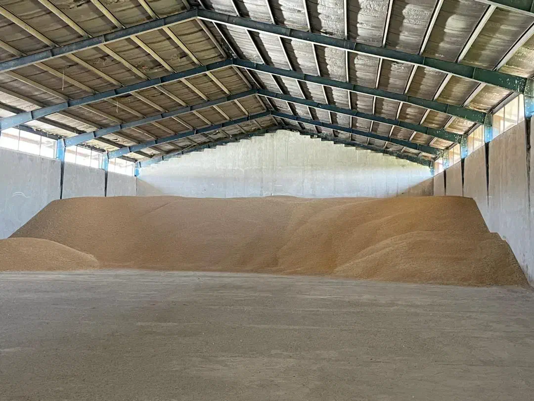 فروش بذر اصلاح شده ارقام پیشگام ،حیدری،زرینه|خدمات باغبانی و درختکاری|اقلید, |دیوار