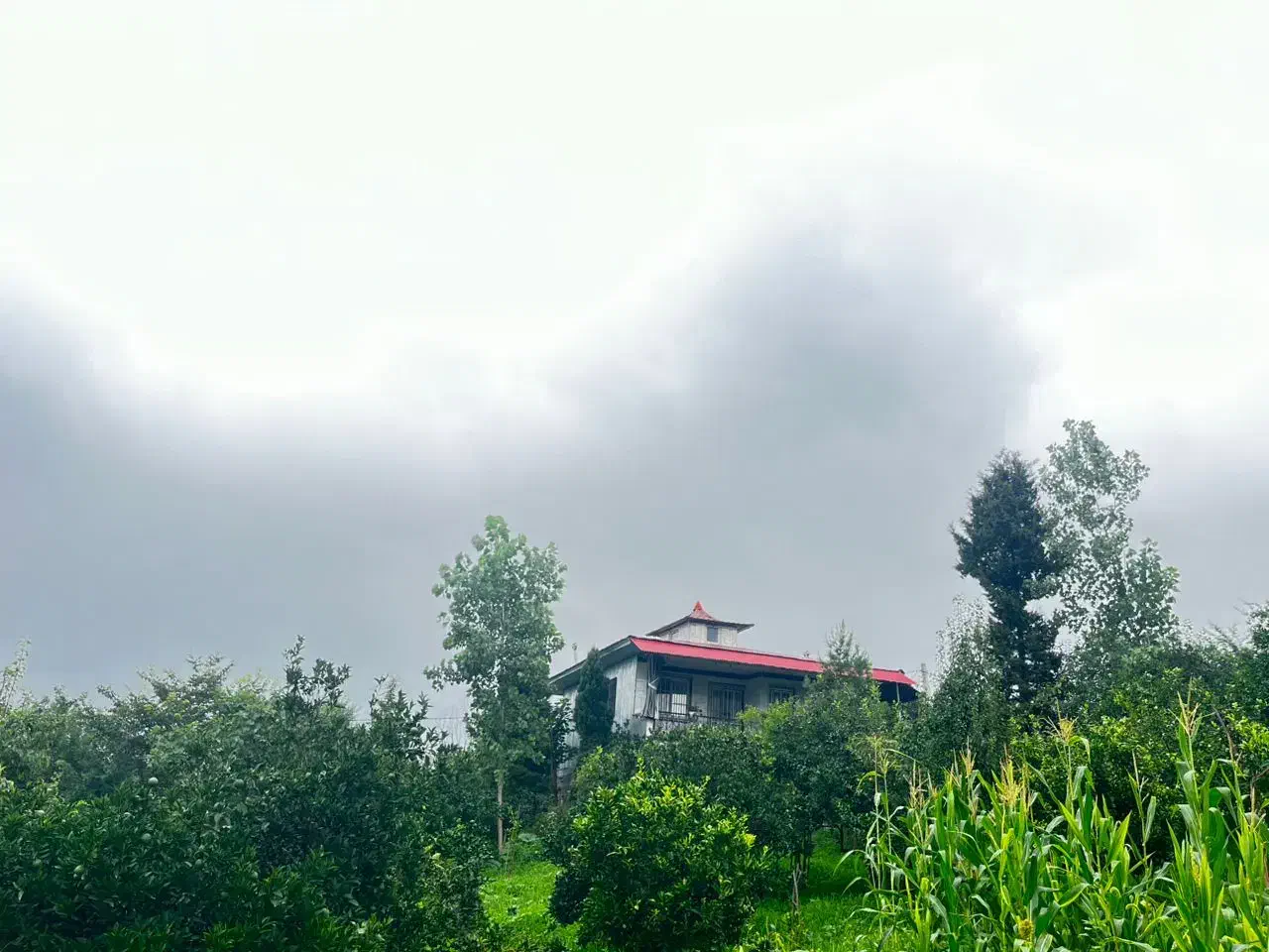 ویلا نارنجستان در بام بابل|اجارهٔ کوتاهمدت ویلا و باغ|گلوگاه بابل (گلیا), |دیوار