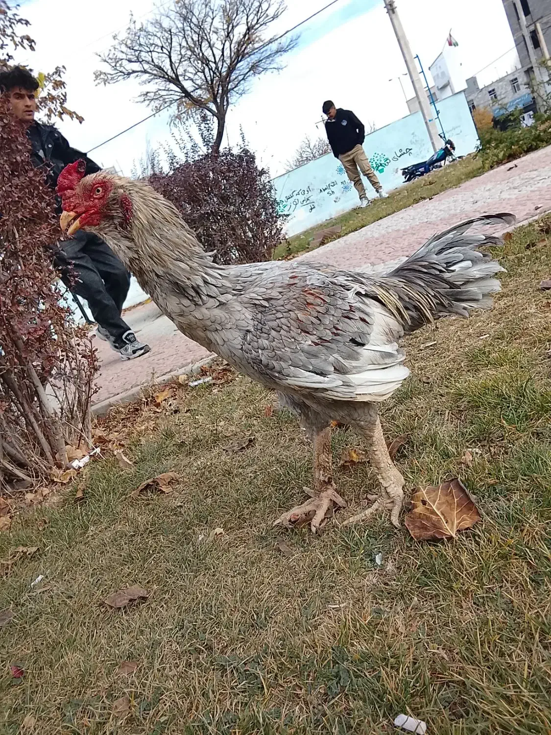 خروس لاری ۱سال و ۸ ماه|حیوانات مزرعه|قیدار, |دیوار