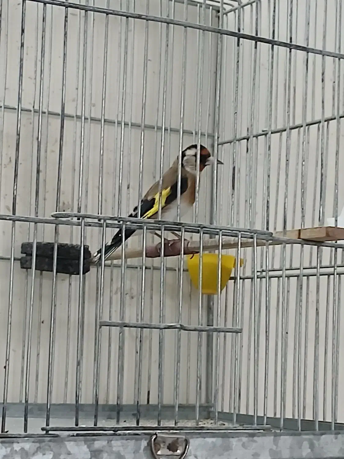 سهره|پرنده|کبودرآهنگ, |دیوار