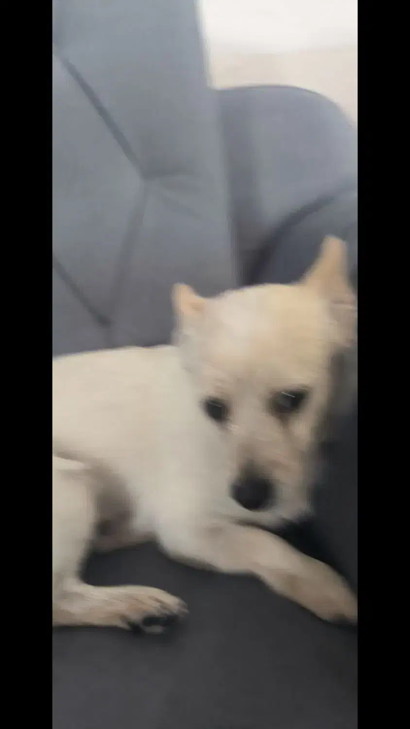 گمشده|حیوانات|اصفهان, پارک مشتاق|دیوار