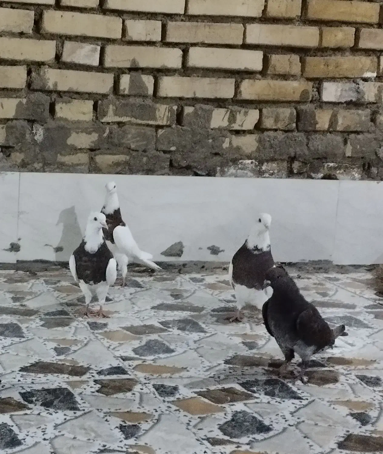 کبوتر توقی|پرنده|سوسنگرد, |دیوار