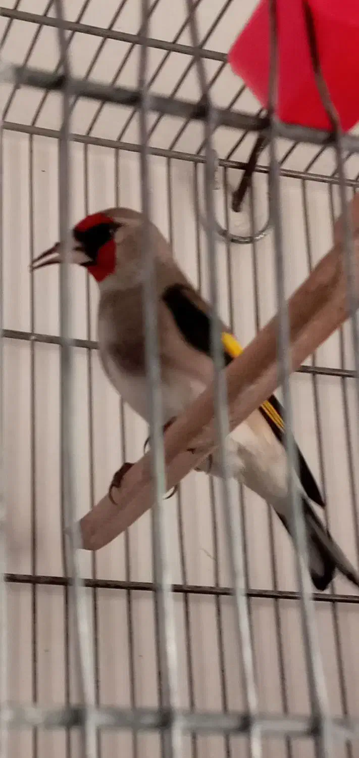 سهره دورگ کرمونی|پرنده|تهران, مشیریه|دیوار