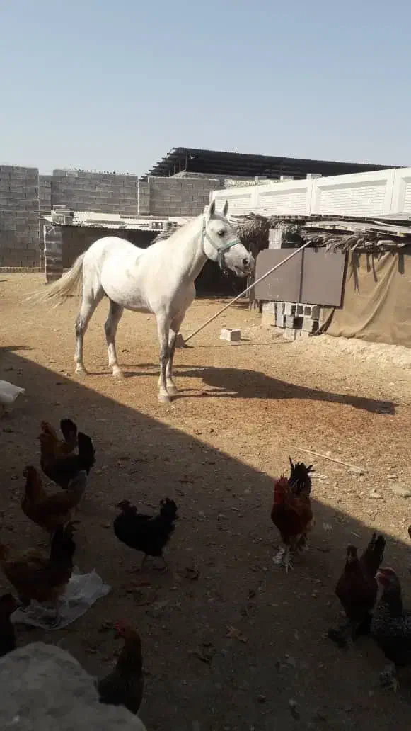 اسب|اسب و تجهیزات اسبسواری|بهبهان, |دیوار