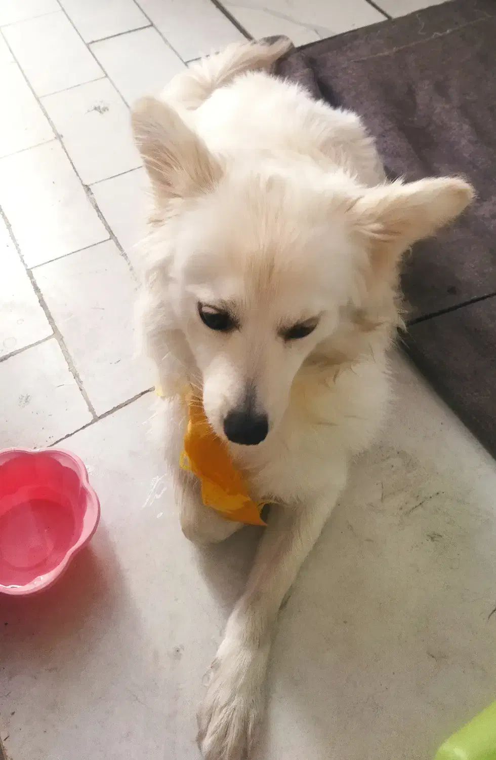 سگ اشپیتز ب|سگ|فردیس, شهرک ناز|دیوار