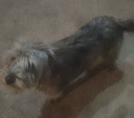 واگذاری سگ|سگ|شیراز, گویم|دیوار