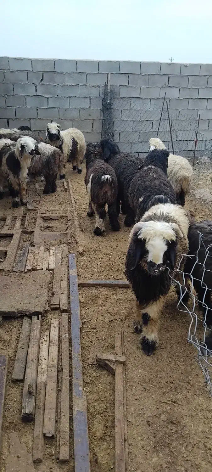 بره|حیوانات مزرعه|مسجد سلیمان, |دیوار