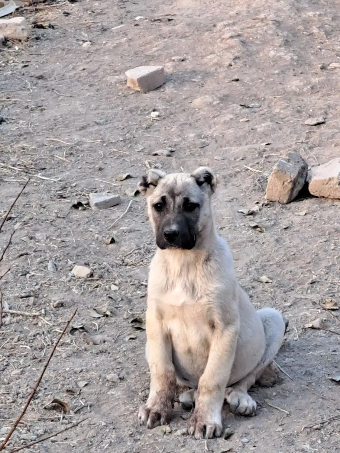 توله اصل|سگ|دشتابی, |دیوار