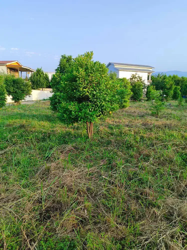 یه تومن پول داری زمین بگیر ۲ماهه برات بسازم/کد102|فروش زمین و ملک کلنگی|چمستان, |دیوار