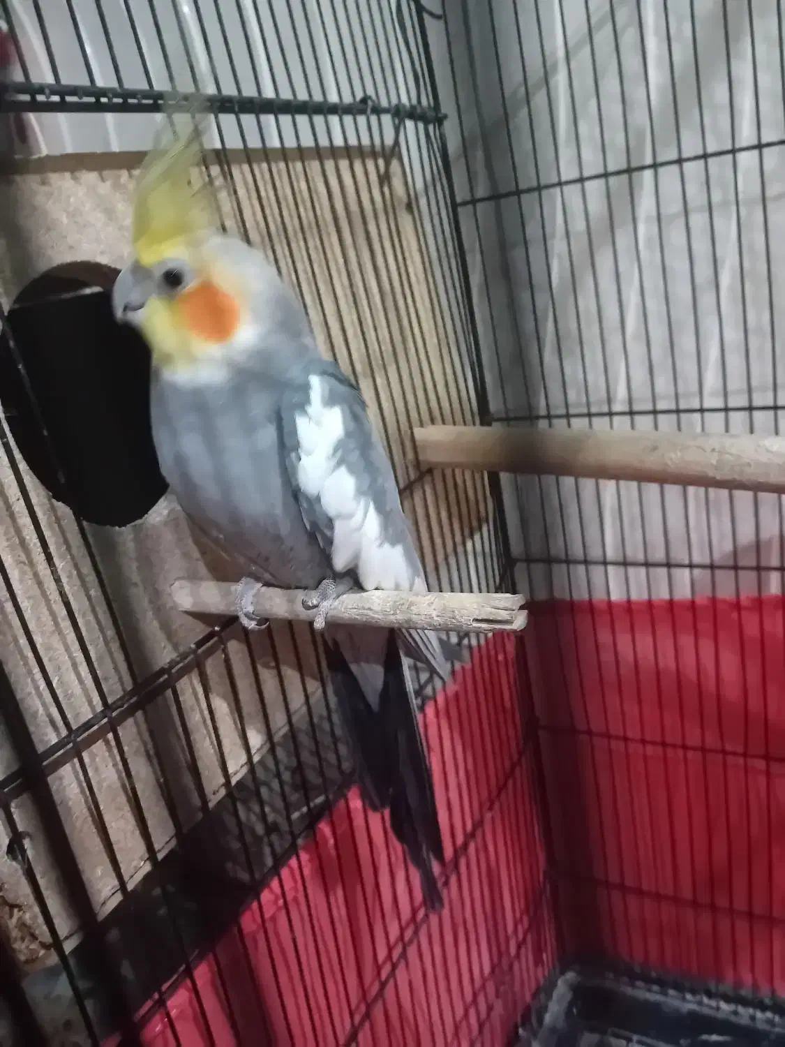 عروس هلندی سخنگو|پرنده|تفت, |دیوار