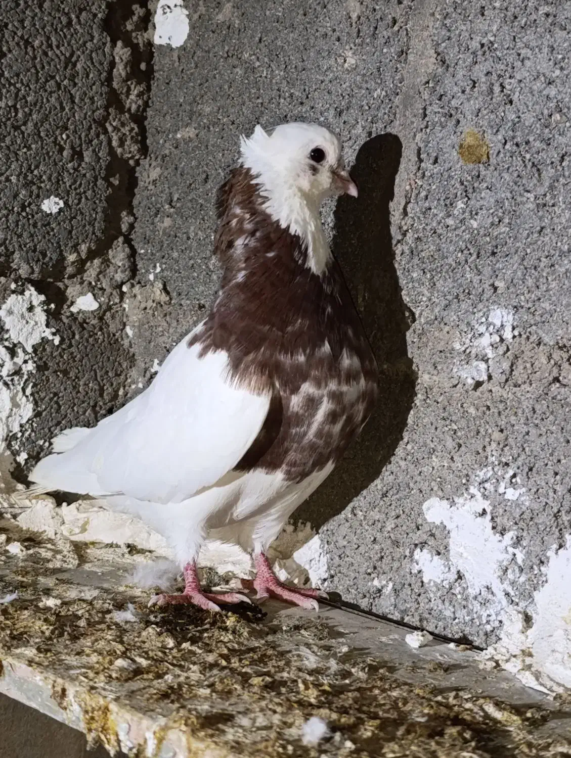 طوقی|پرنده|لامرد, |دیوار