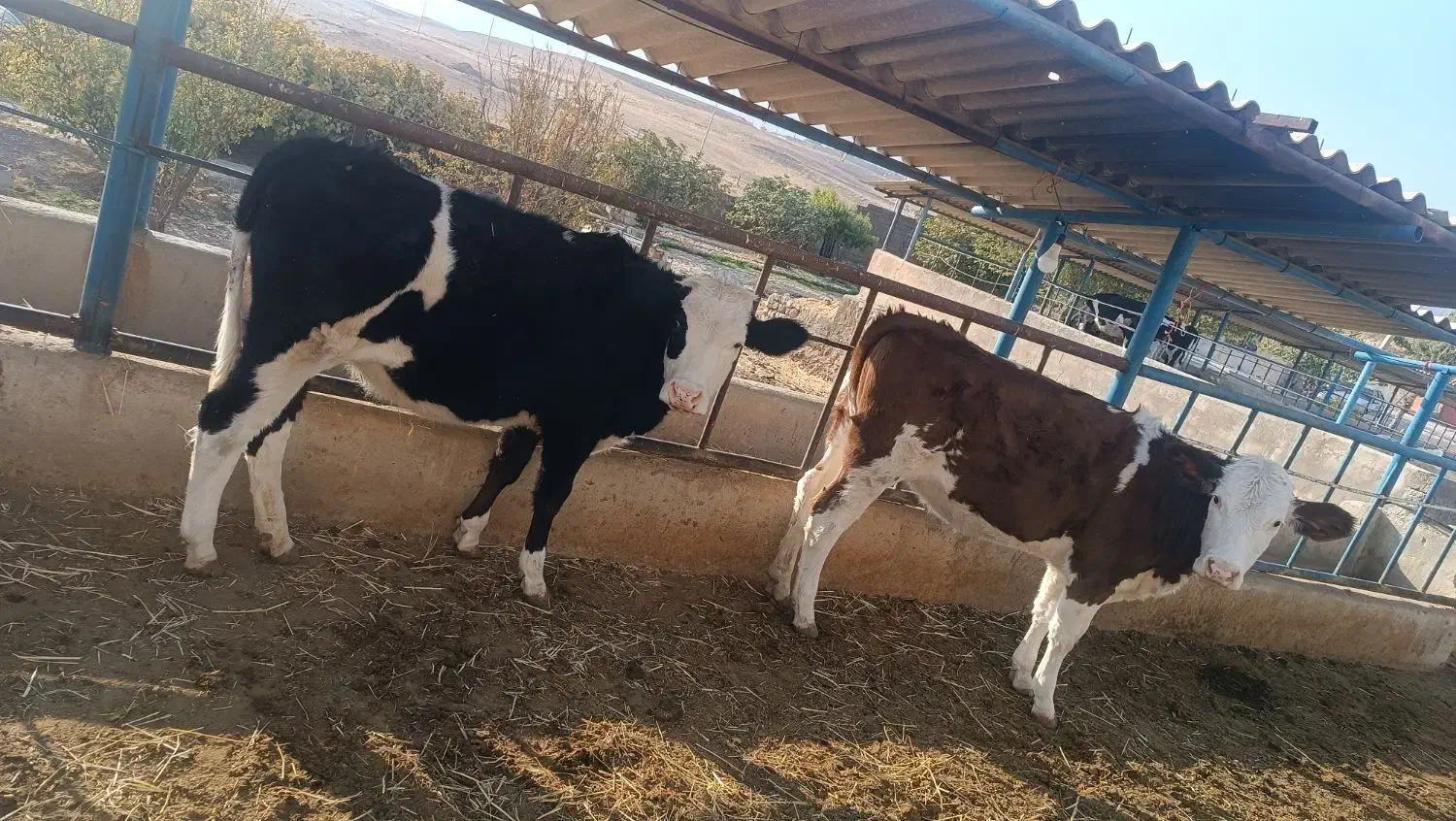 گوساله ماده سیمینتال|حیوانات مزرعه|ایوان, |دیوار