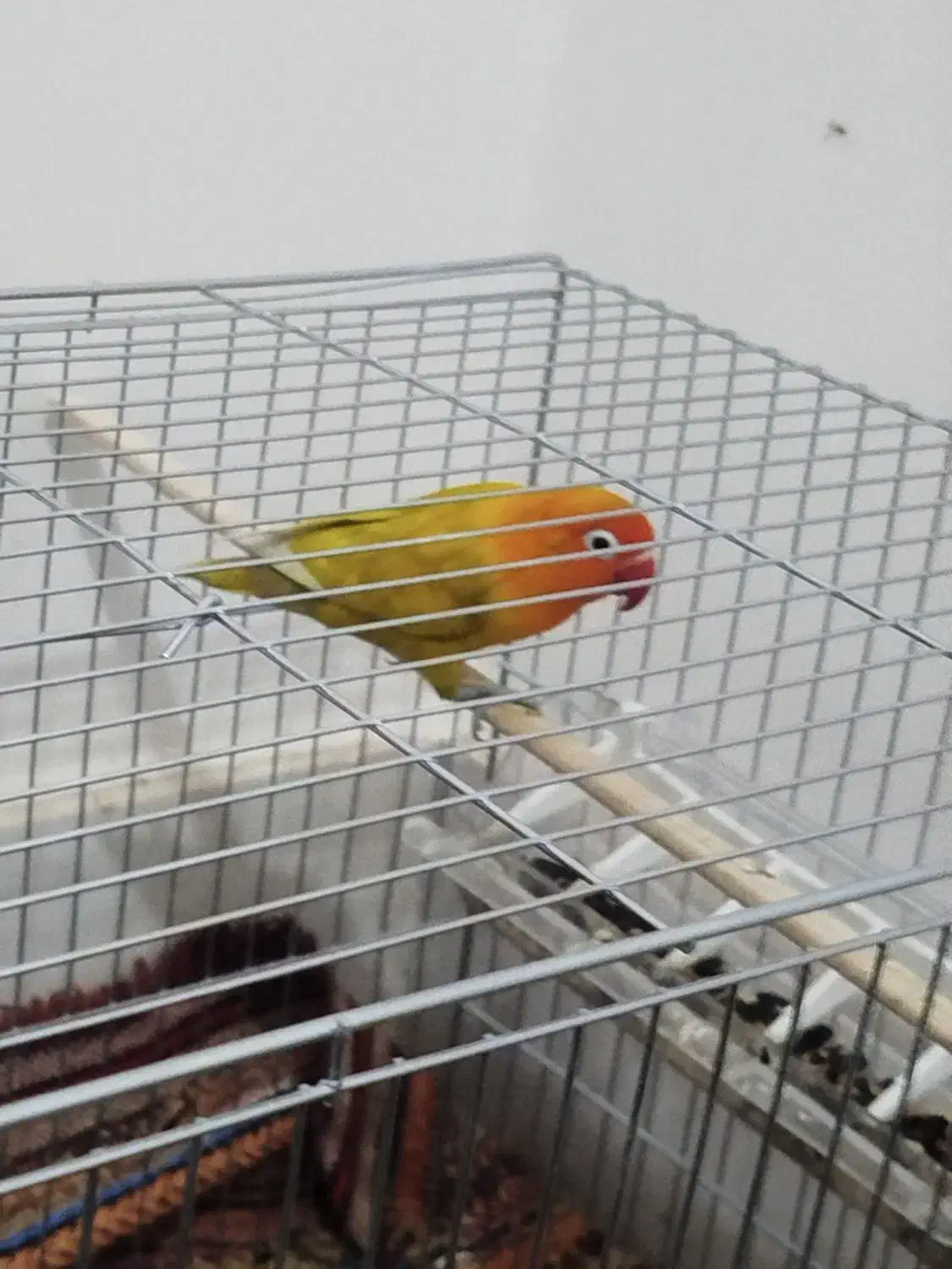 یک جفت طوطی برزیلی مولد|پرنده|الیگودرز, |دیوار