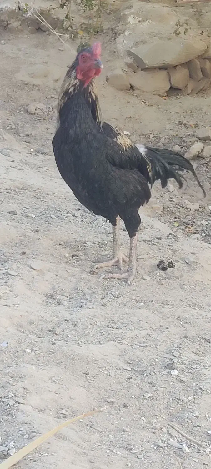 مرغ خروس لاری معاوضه ای|پرنده|سراوان, |دیوار