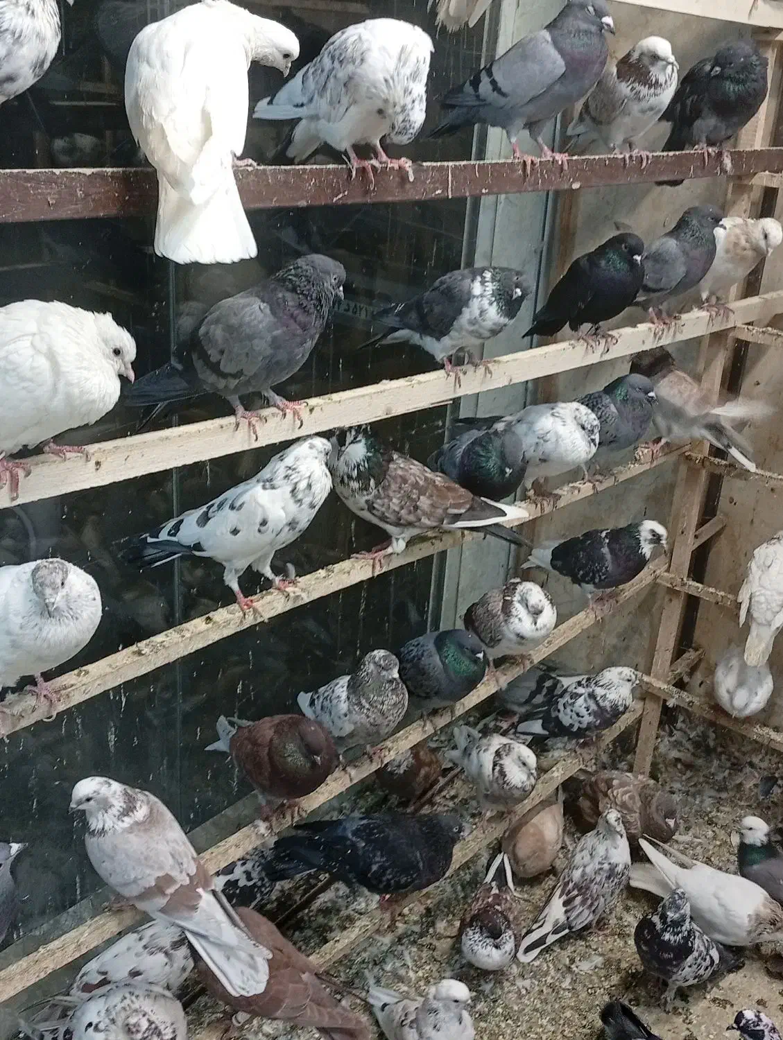 کبوتر پرشی عروس هلندی|پرنده|محمدشهر, محمدشهر|دیوار