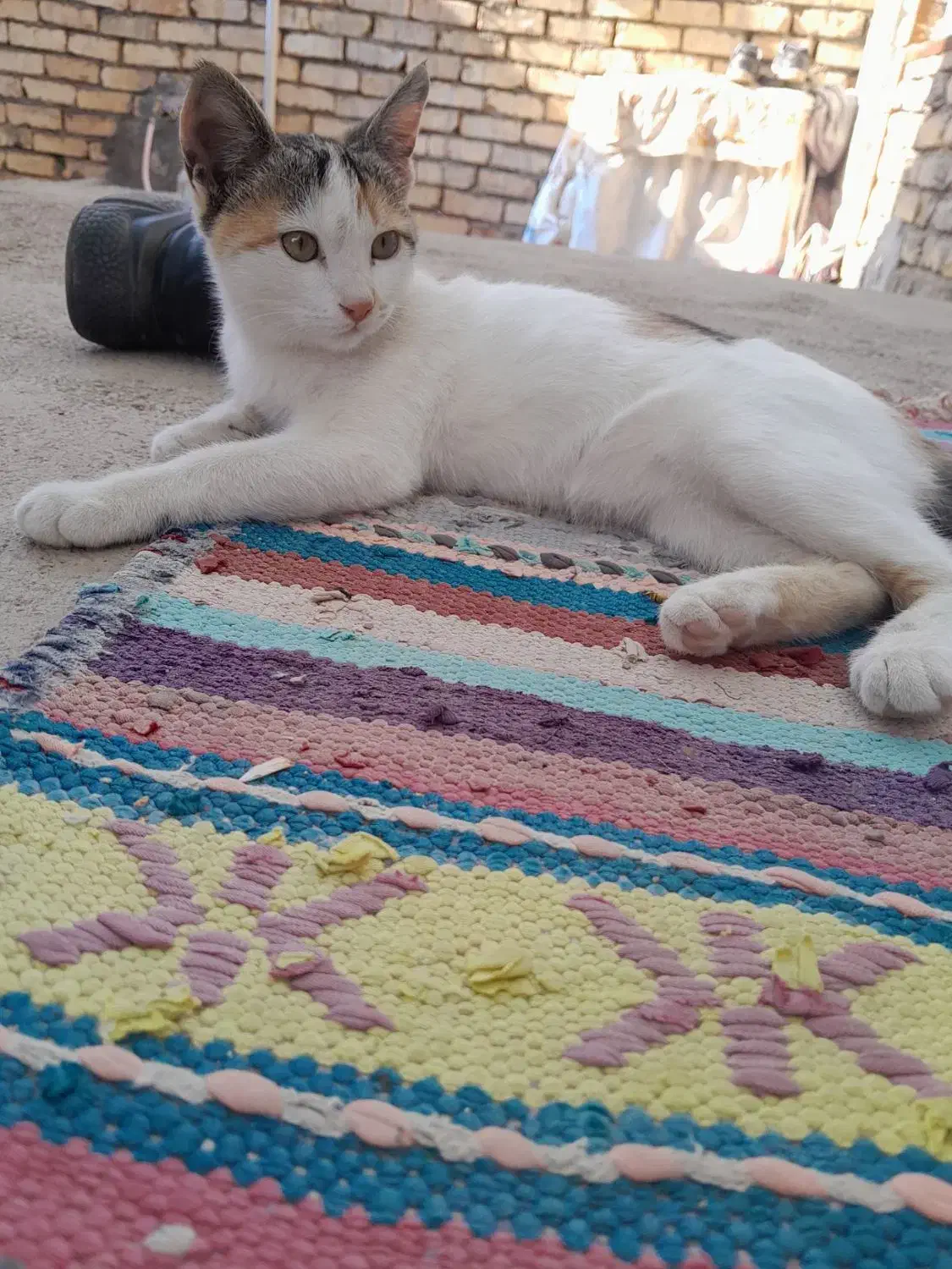 گربه ای زیبا خانگی|گربه|اسفراین, |دیوار