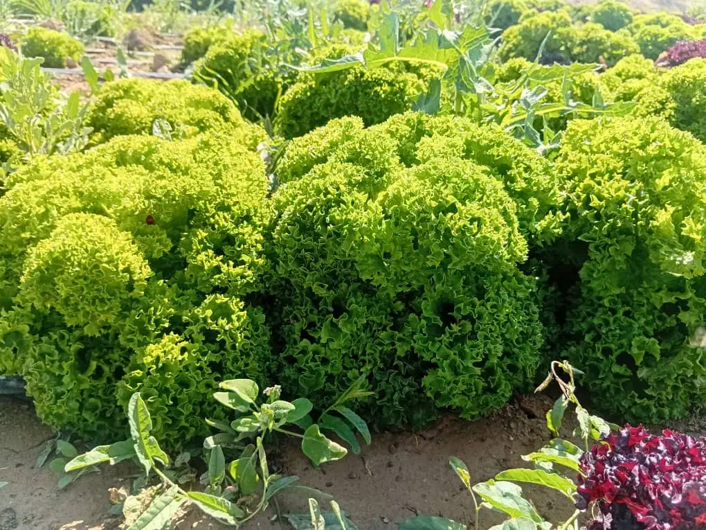 کاهو فرانسوی عمده|خوردنی و آشامیدنی|مشهد, فتح المبین|دیوار