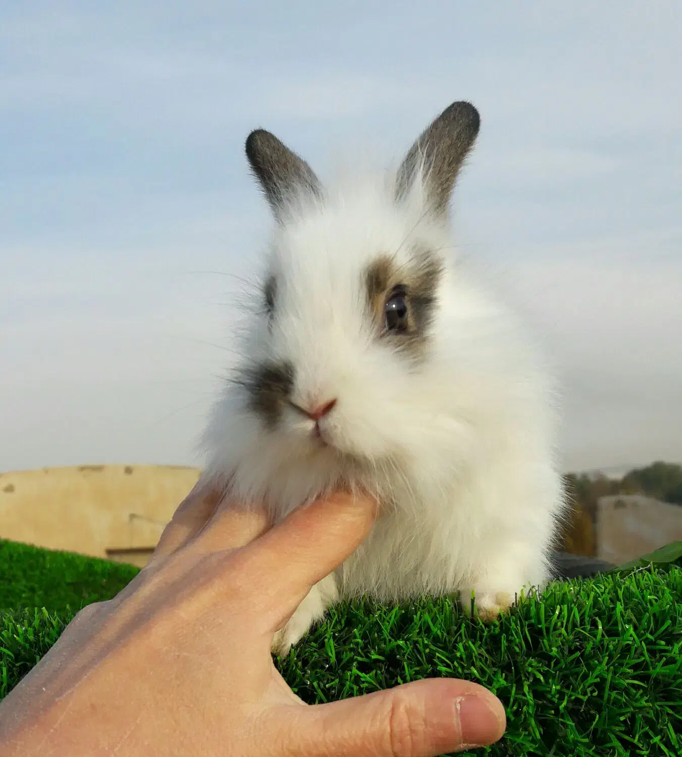 خرگوش|موش و خرگوش|ارومیه, |دیوار