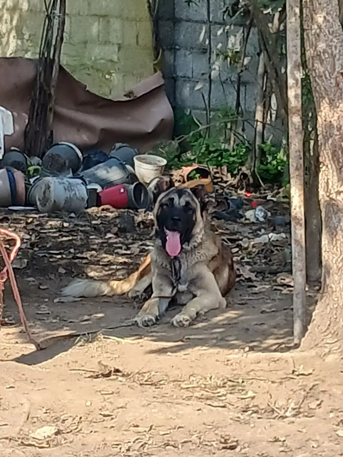 سگ سراب|سگ|رشت, آتشگاه|دیوار