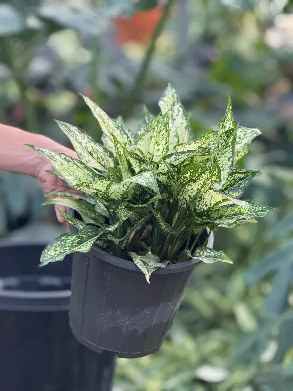 اگلونما برفی|گل و گیاه طبیعی|چابکسر, |دیوار