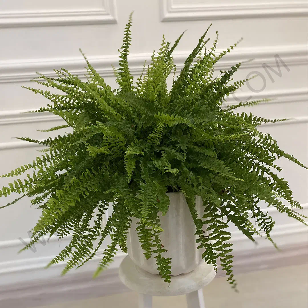 سرخس سرحال قوی|گل و گیاه طبیعی|قزوین, |دیوار