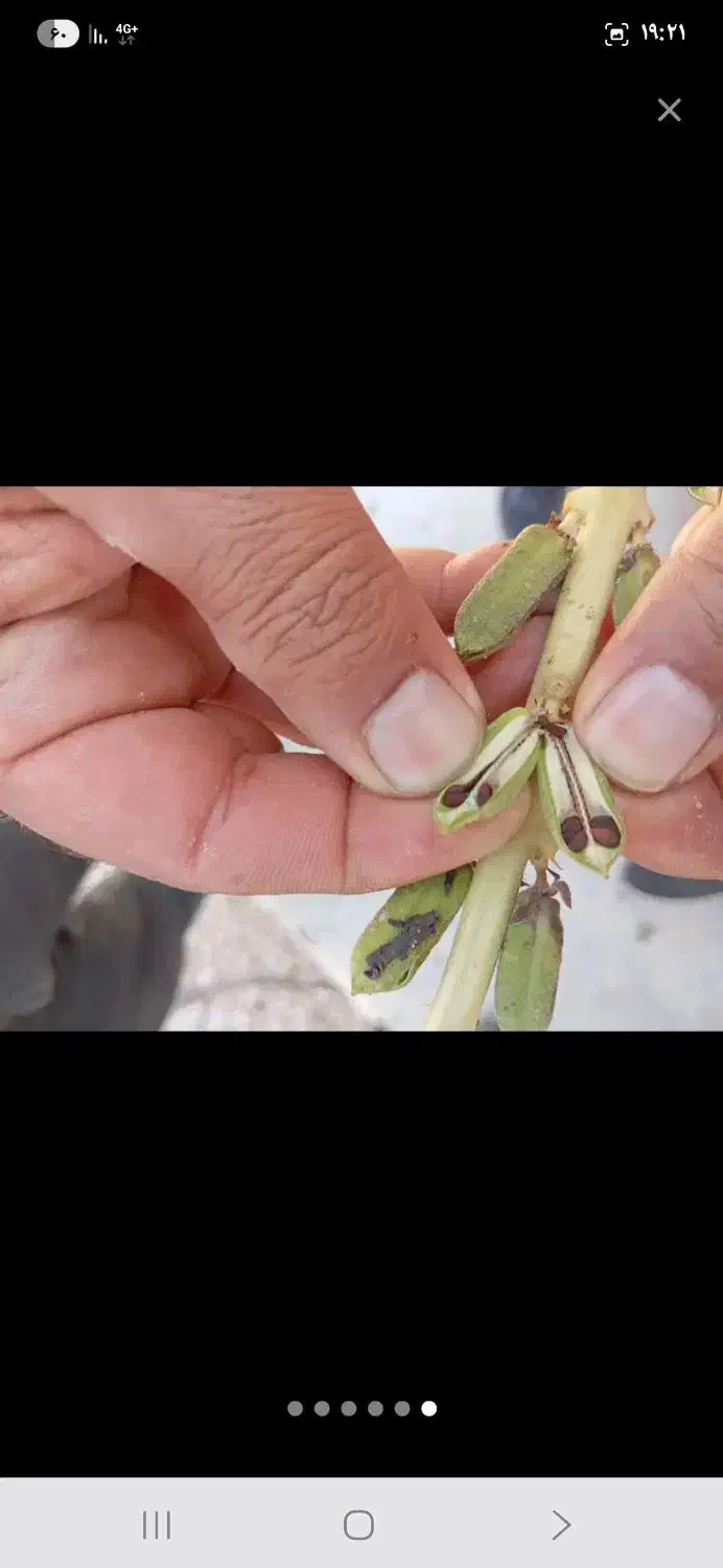 کنجد درجه ۱ ایرانی|خوردنی و آشامیدنی|اصفهان, شهرک گل نرگس|دیوار