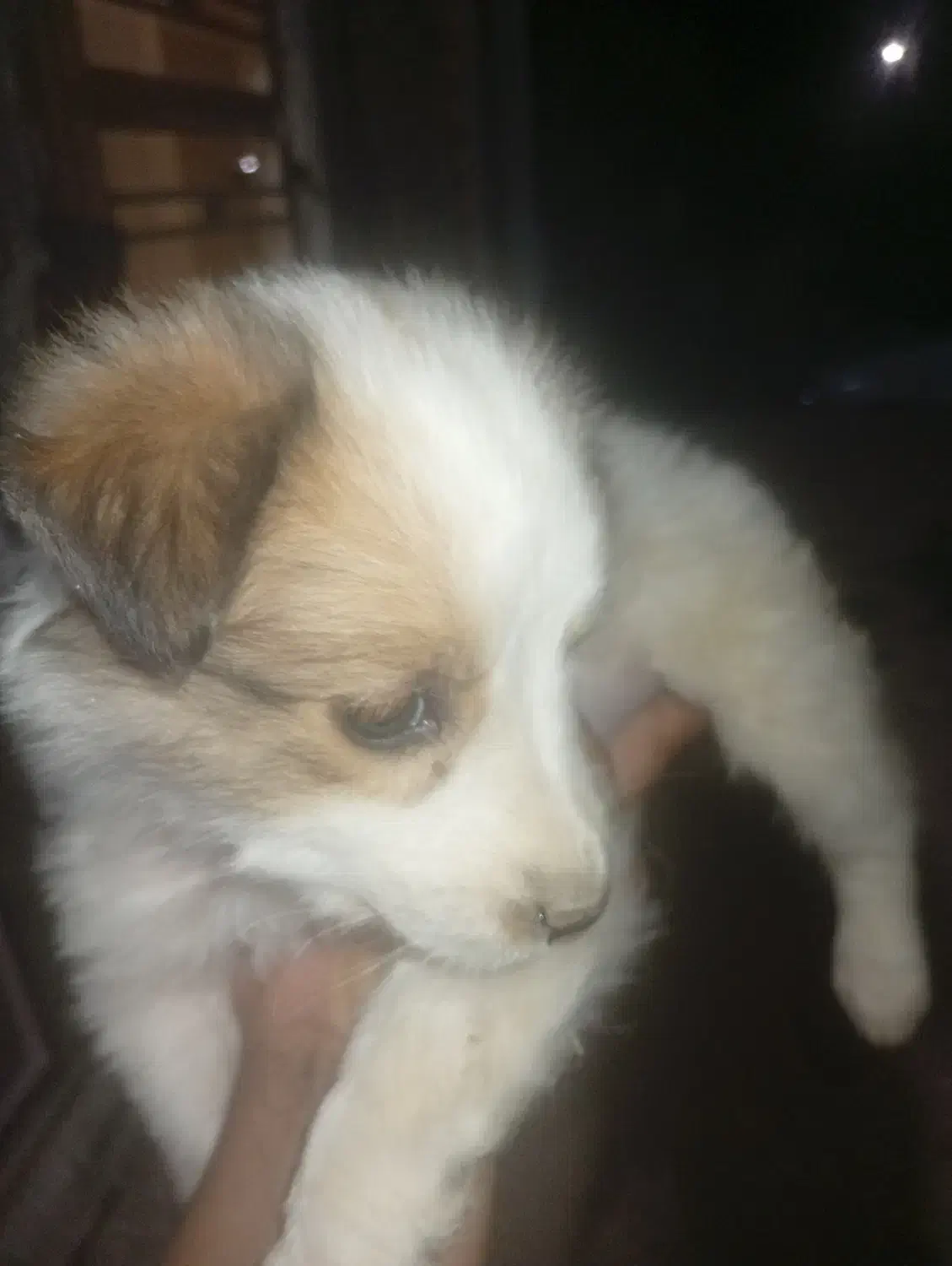 دو تا سگ پا کوتاه اشپیتزو پشمالو با قیمت 2میلیون|سگ|کازرون, |دیوار