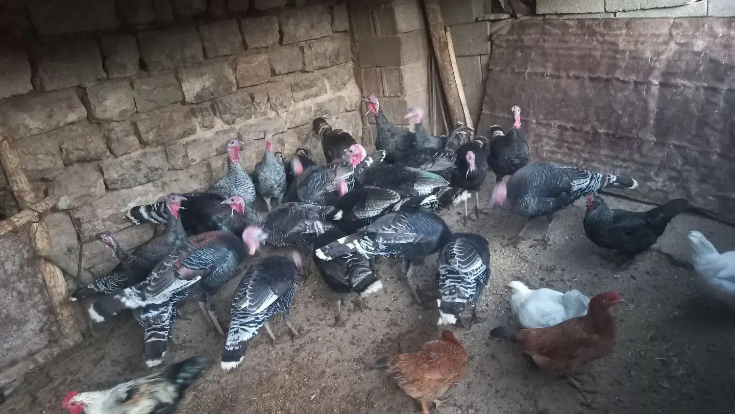 بوغ فروش|حیوانات مزرعه|زمکان, |دیوار