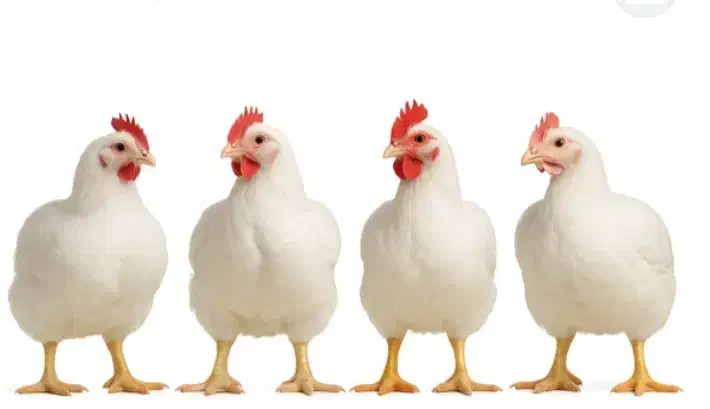 مرغ گوشتی زنده|حیوانات مزرعه|دهگلان, |دیوار