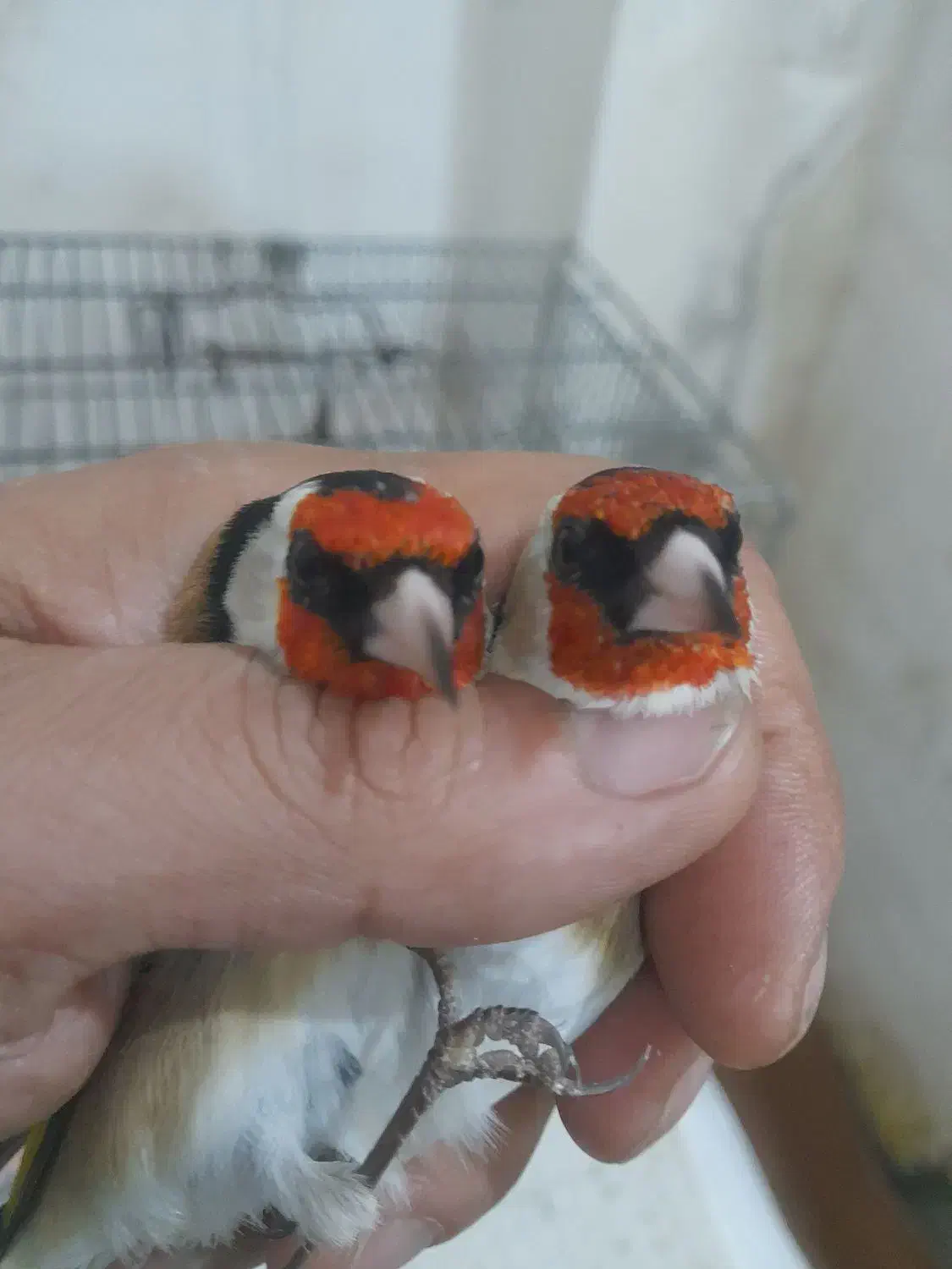 سهره سردشت|پرنده|همدان, |دیوار