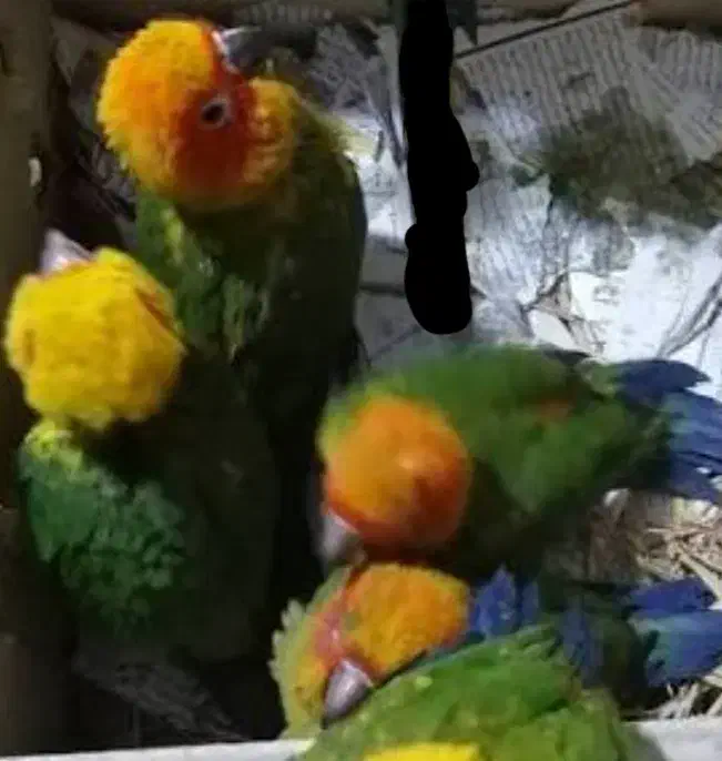 فوری حراج فروش جوجه پرندگان خانگی (انواع طوطی)|پرنده|ری, علایین|دیوار