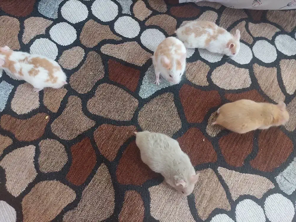 همستر های بامزه|موش و خرگوش|شیراز, دشت چنار|دیوار