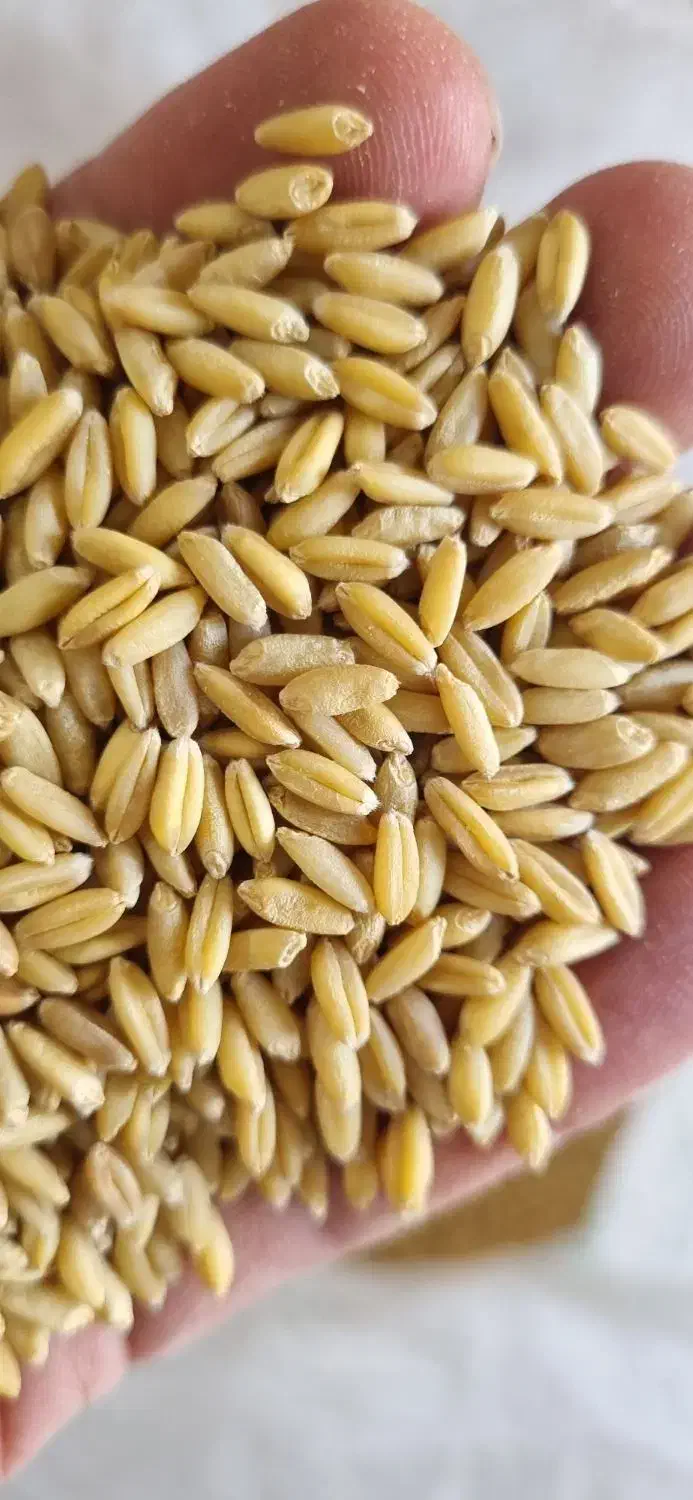 بذر گندم و جو  دیم و آبی و جو دامی|خدمات باغبانی و درختکاری|سمیرم, |دیوار