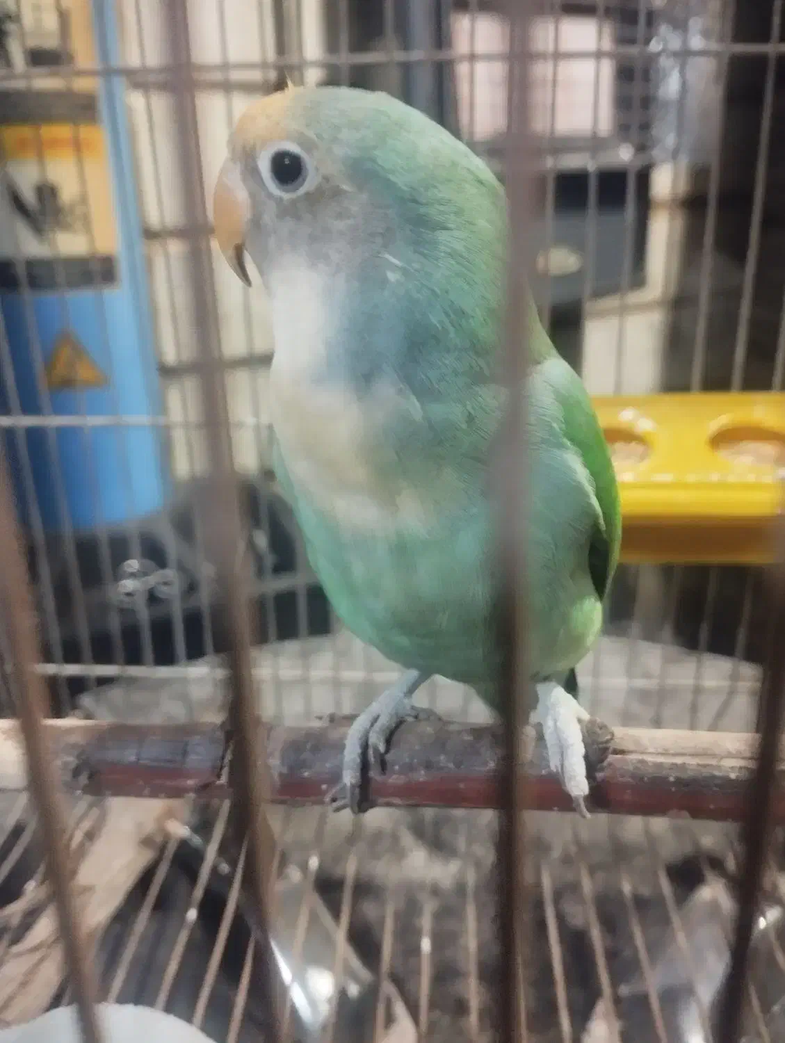 طوطی برزیلی ماده|پرنده|کرج, عظیمیه|دیوار