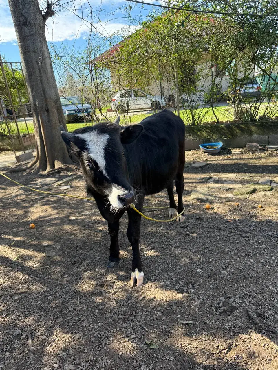 گوساله نر|حیوانات مزرعه|رشت, گیل|دیوار